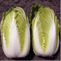 Семена Пекинки Кисеки F1 Семена Пекинки Кисеки F1