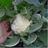 Семена Капусты цветной Гудман F1