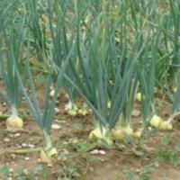 Семена Лука Эксибишен F1 Семена Лука Эксибишен F1