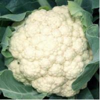 Семена Капусты цветной Униботра