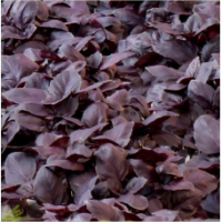 Семена Базилика Жиголо