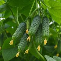 Семена огурца Щедрик F1