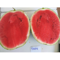 Семена Арбуза Тюрк F1 Семена Арбуза Тюрк F1