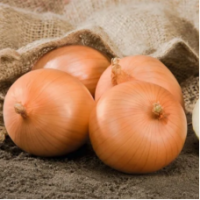 Семена Лука Сафран F1 Семена Лука Сафран F1