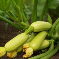 Семена Кабачка Арал F1