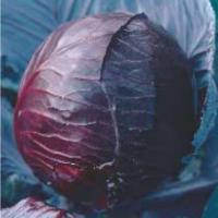 Семена Капусты Рэд Джевел F1 Семена Капусты Рэд Джевел F1