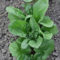 Семена Шпината Гудвин