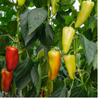 Семена Перца Дон F1