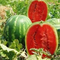 Семена Арбуза Топ Мара F1 Семена Арбуза Топ Мара F1