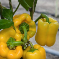 Семена Перца Турбин F1