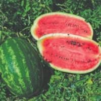 Семена Арбуза Мелания F1 Семена Арбуза Мелания F1