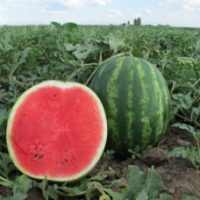 Семена Арбуза Бонта F1 Семена Арбуза Бонта F1