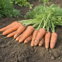 Семена Моркови Купар F1