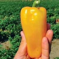 Семена Перца Пируэт F1