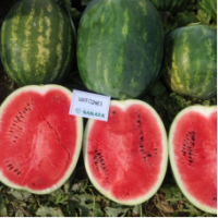 Семена Арбуза Осман F1 Семена Арбуза Осман F1