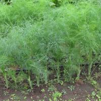 Семена укропа Кутузовский