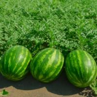 Семена Арбуза Кримсон Руби F1 Семена Арбуза Кримсон Руби F1