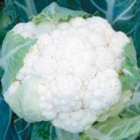 Семена Капусты цветной Корлану F1 Семена Капусты цветной Корлану F1