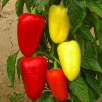 Семена Перца Лотта F1