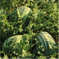 Семена Арбуза Тамтам F1 Семена Арбуза Тамтам F1