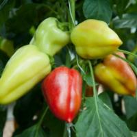 Семена Перца Эривань F1