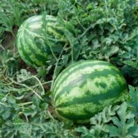 Семена Арбуза Страйк