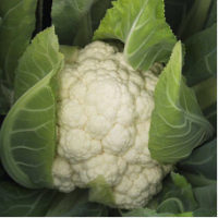 Семена Капусты цветной Фарго F1