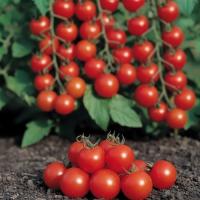 Семена Томата Черри Блосэм F1