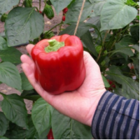 Семена Перца Стенли F1