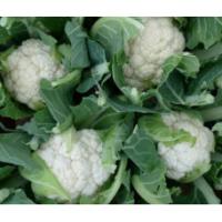 Семена Капусты цветной Сноуболл 123