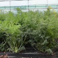 Семена Укропа Марафон