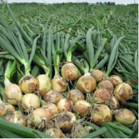 Семена Лука Шерман F1 Семена Лука Шерман F1