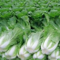Семена Капусты Пекинской Маноко F1