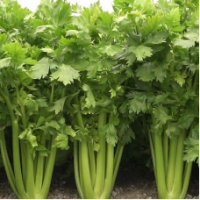 Семена Сельдерея черешкового Танго Семена Сельдерея черешкового Танго
