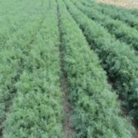 Семена Укропа Аллигатор