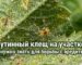 Как избавиться от паутинного клеща на участке